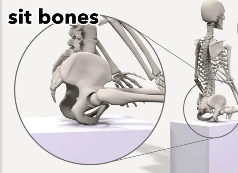Sit bone width to saddle width