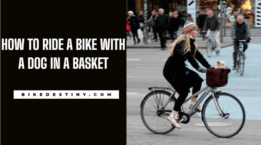 How to ride a bike with a dog in a basket